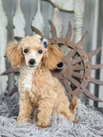 Sandy, a female Poodle - Toy  for sale in Silver Lake, IN – 1 of 6