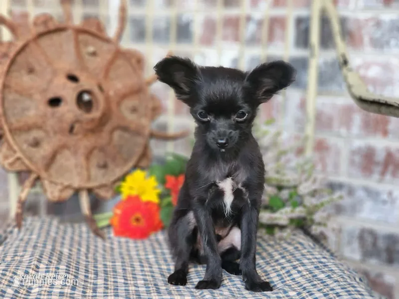 Tiny  – Chihuahua, Poodle - Toy  puppy for sale in Silver Lake, IN