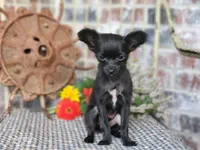 Tiny , a male Chihuahua and Poodle - Toy  for sale in Silver Lake, IN – 1 of 3