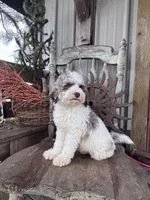 Eli , a male Miniature Goldendoodle for sale in Silver Lake, IN – 8 of 9