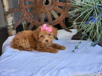 Susie, a female Poodle - Toy  for sale in Silver Lake, IN – 3 of 8