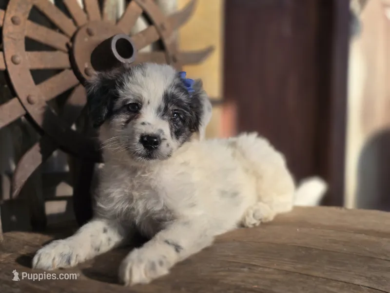 Stella – Australian Cattle Dog, Poodle - Miniature  puppy for sale in Silver Lake, IN