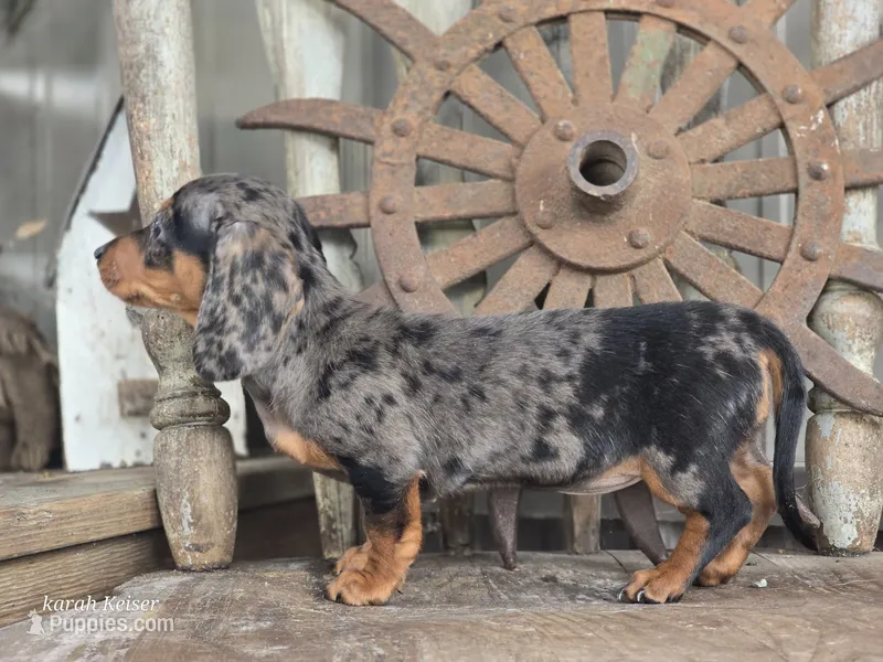 Wanda – Miniature Dachshund puppy for sale in Silver Lake, IN