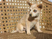 Rory, a female Australian Cattle Dog for sale in Silver Lake, IN – Photo 2 of 2