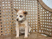 Rory, a female Australian Cattle Dog for sale in Silver Lake, IN – Photo 1 of 2