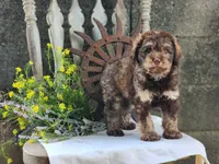 Bernard, a male Miniature Bernedoodle for sale in Silver Lake, IN – 3 of 6