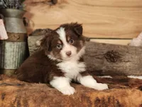 Roscoe, a male Toy Australian Shepherd for sale in Silver Lake, IN – 4 of 5
