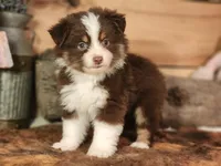 Roscoe, a male Toy Australian Shepherd for sale in Silver Lake, IN – 1 of 5