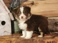 Roscoe, a male Toy Australian Shepherd for sale in Silver Lake, IN – 5 of 5