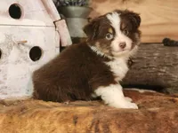 Roscoe, a male Toy Australian Shepherd for sale in Silver Lake, IN – 2 of 5