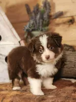 Roscoe, a male Toy Australian Shepherd for sale in Silver Lake, IN – 3 of 5