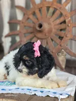 Bonnie, a female Cavapoo for sale in Silver Lake, IN – 2 of 6