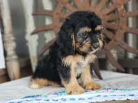 Bruno, a male Cavapoo for sale in Silver Lake, IN – 3 of 5