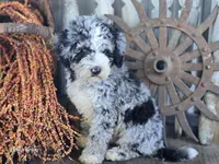 Elliot , a male Miniature Goldendoodle for sale in Silver Lake, IN – 4 of 10