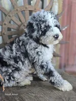 Elliot , a male Miniature Goldendoodle for sale in Silver Lake, IN – 8 of 10
