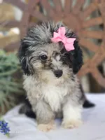 Toffy, a female French Bulldog and Poodle - Toy  for sale in Silver Lake, IN – 4 of 10