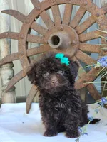 Sugar, a female Poodle - Toy  for sale in Silver Lake, IN – 2 of 4