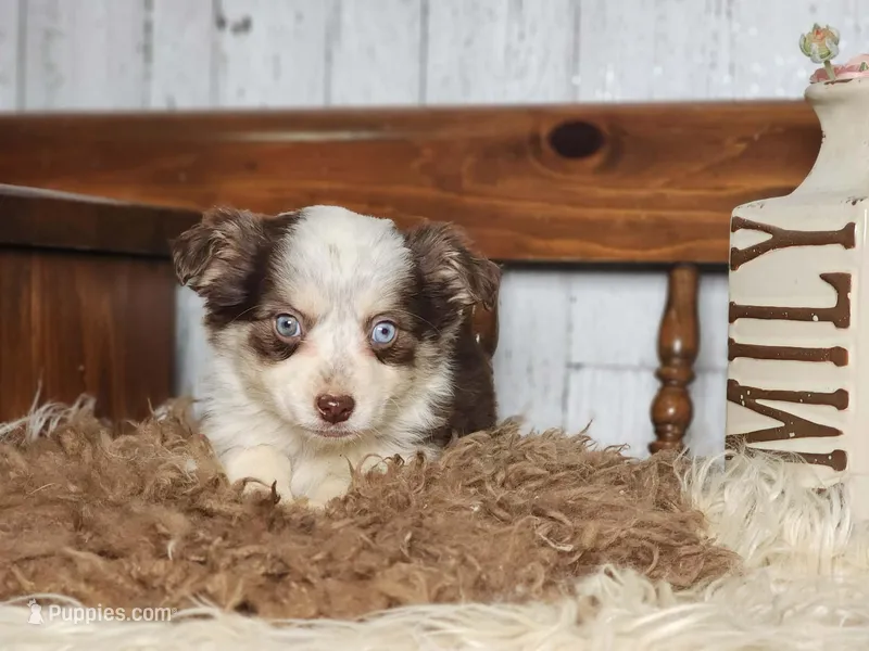 Dallas, a female Australian Cattle Dog and Miniature Australian Shepherd for sale in Silver Lake, IN – Photo 1 of 3