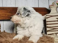 Denim , a female Australian Cattle Dog and Miniature Australian Shepherd for sale in Silver Lake, IN – Photo 3 of 4