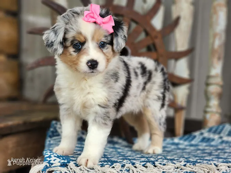 Daisy – Miniature Australian Shepherd puppy for sale in Silver Lake, IN