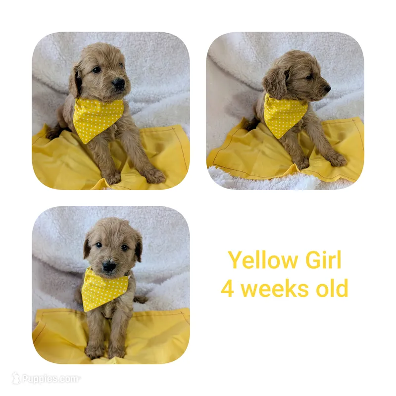 Yellow girl  – Goldendoodle puppy for sale in Prattville, AL