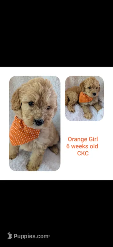 Orange girl  – Goldendoodle puppy for sale in Prattville, AL