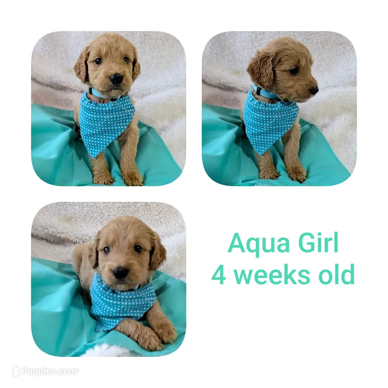 Aqua girl  – Goldendoodle puppy for sale in Prattville, AL