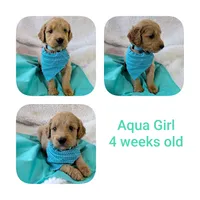 Aqua girl , a female Goldendoodle for sale in Prattville, AL – 1 of 1