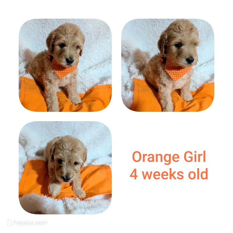 Orange girl  – Goldendoodle puppy for sale in Prattville, AL