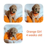 Orange girl , a female Goldendoodle for sale in Prattville, AL – 1 of 1