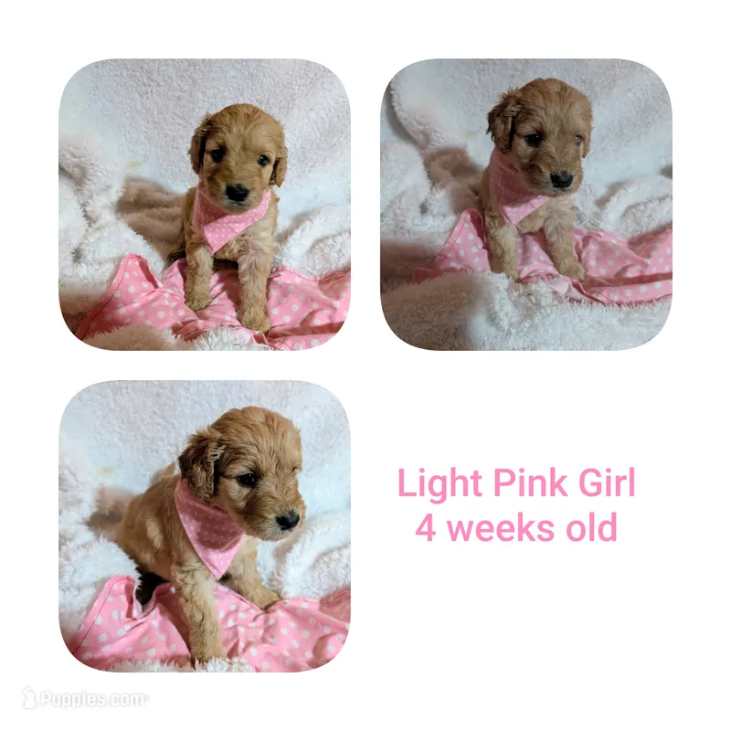 Light pink girl  – Goldendoodle puppy for sale in Prattville, AL