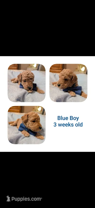 Boy 3 – Goldendoodle puppy for sale in Prattville, AL