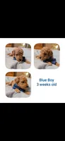 Boy 3, a male Goldendoodle for sale in Prattville, AL – 1 of 1