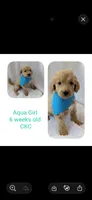 Aqua girl , a female Goldendoodle for sale in Prattville, AL – 1 of 1