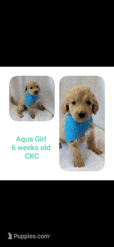 Aqua girl  – Goldendoodle puppy for sale in Prattville, AL
