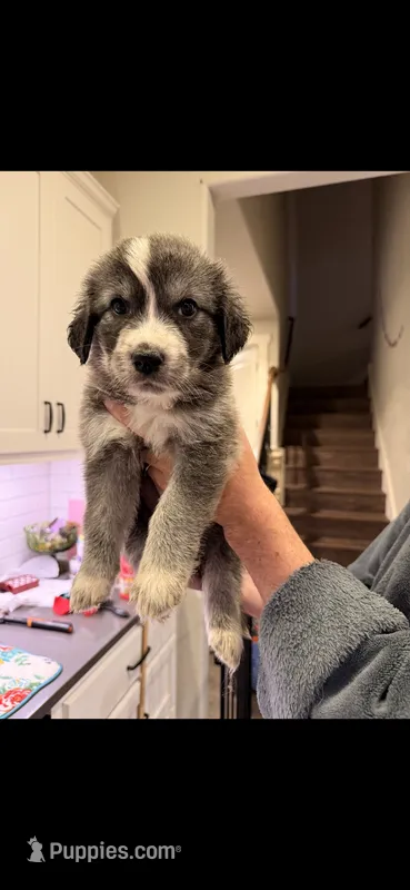 Great Golden 2 – Great Pyrenees, English Cream Golden Retriever puppy for sale in Mason, TX