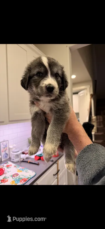 Great Golden 2 – Great Pyrenees, English Cream Golden Retriever puppy for sale in Mason, TX