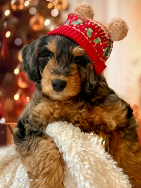 Roquefort “Coco Bleu”