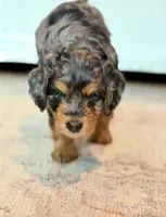 processed/f4cbc1af-3a42-4077-b7ea-a50e6ee48091/listing/08a90731-e240-4d95-9f5b-5da397f40dfc/513416b3-6211-48a1-b793-7f989612a6c8