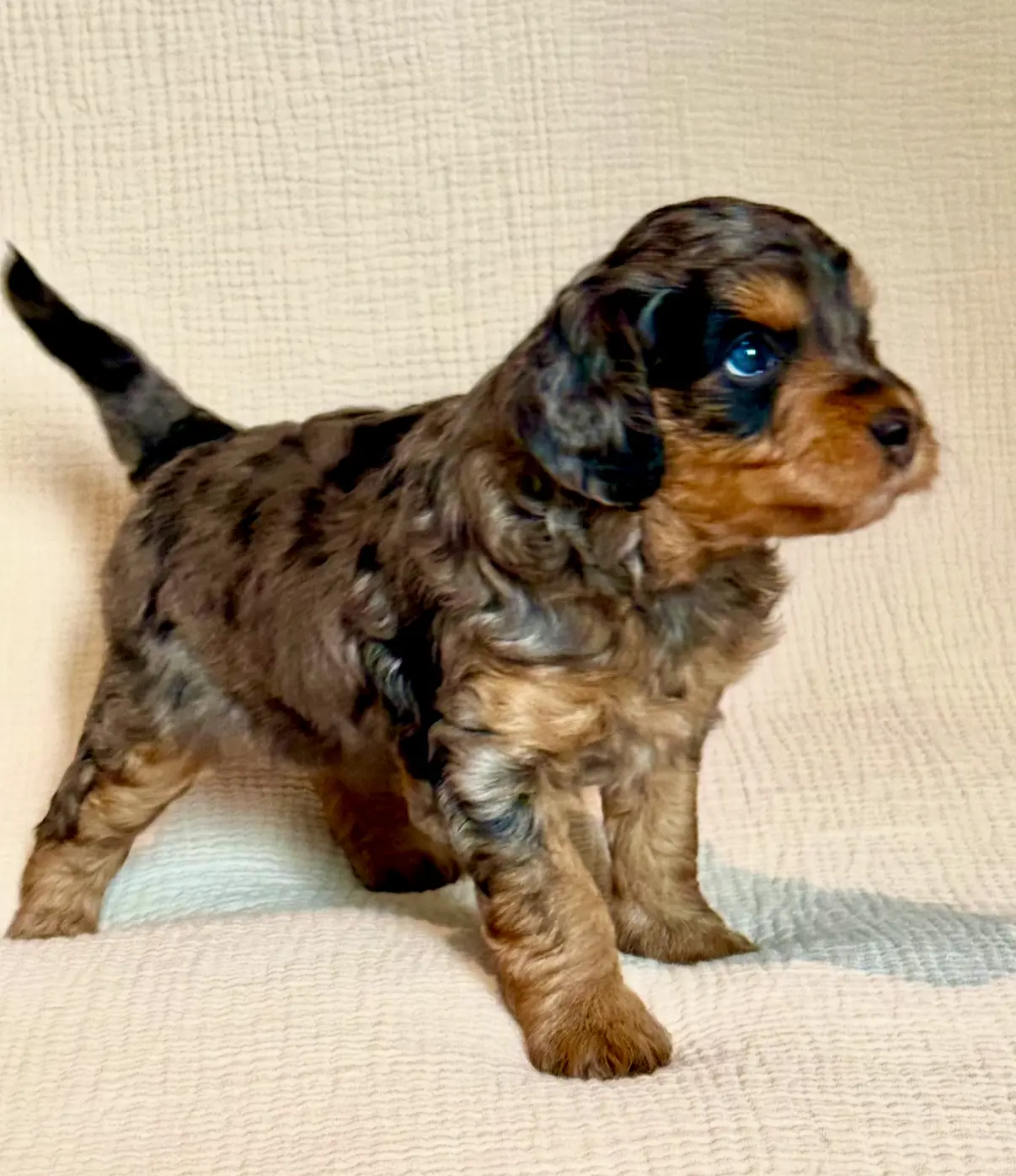 processed/f4cbc1af-3a42-4077-b7ea-a50e6ee48091/listing/08a90731-e240-4d95-9f5b-5da397f40dfc/5b314024-4783-4f23-af5b-e91028d2958a