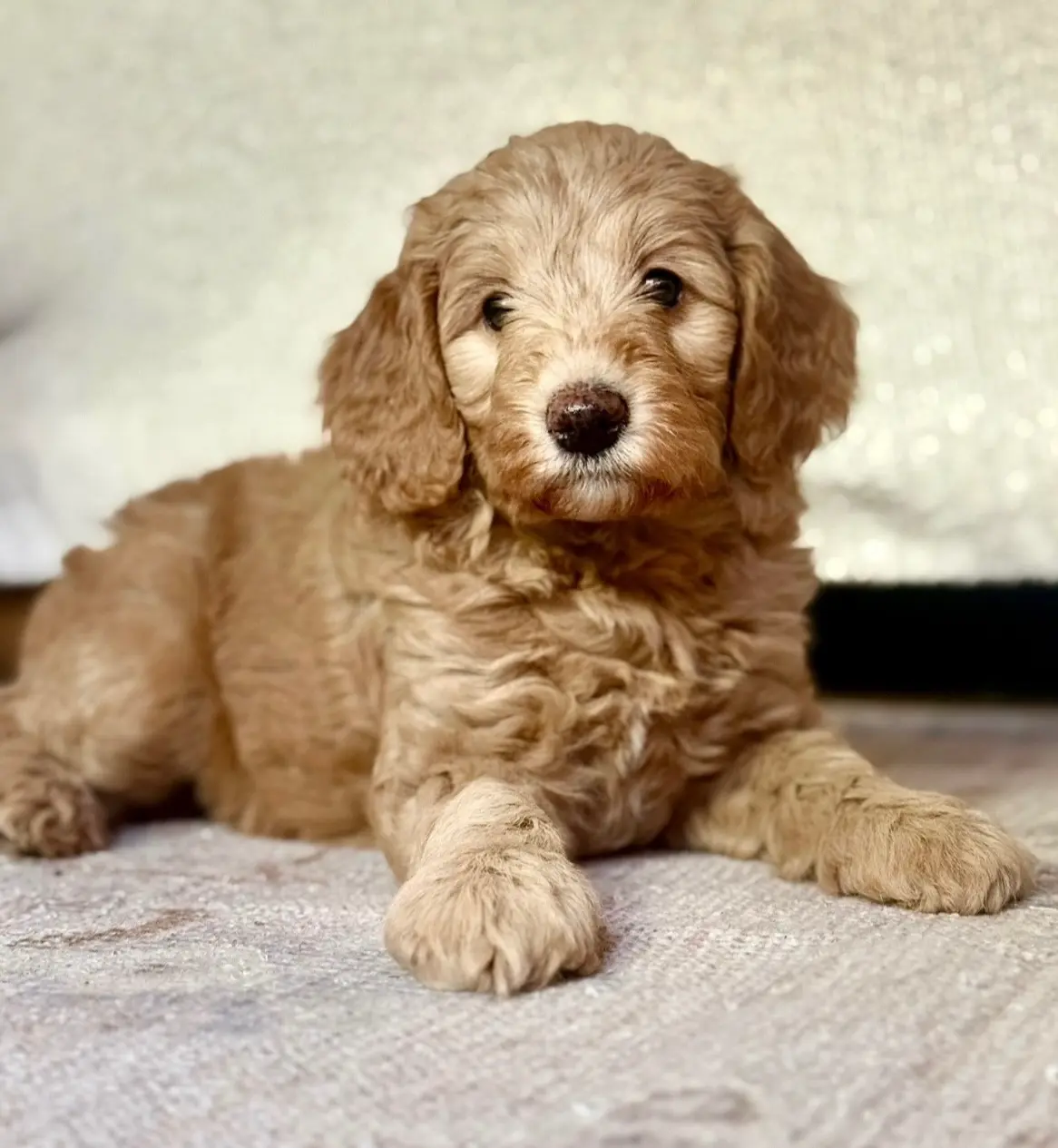 Camebert-"Cami Bear", a female Miniature Aussiedoodle for sale in Lockwood, CA – Photo 5 of 10
