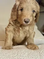 Camebert-"Cami Bear", a female Miniature Aussiedoodle for sale in Lockwood, CA – Photo 9 of 10