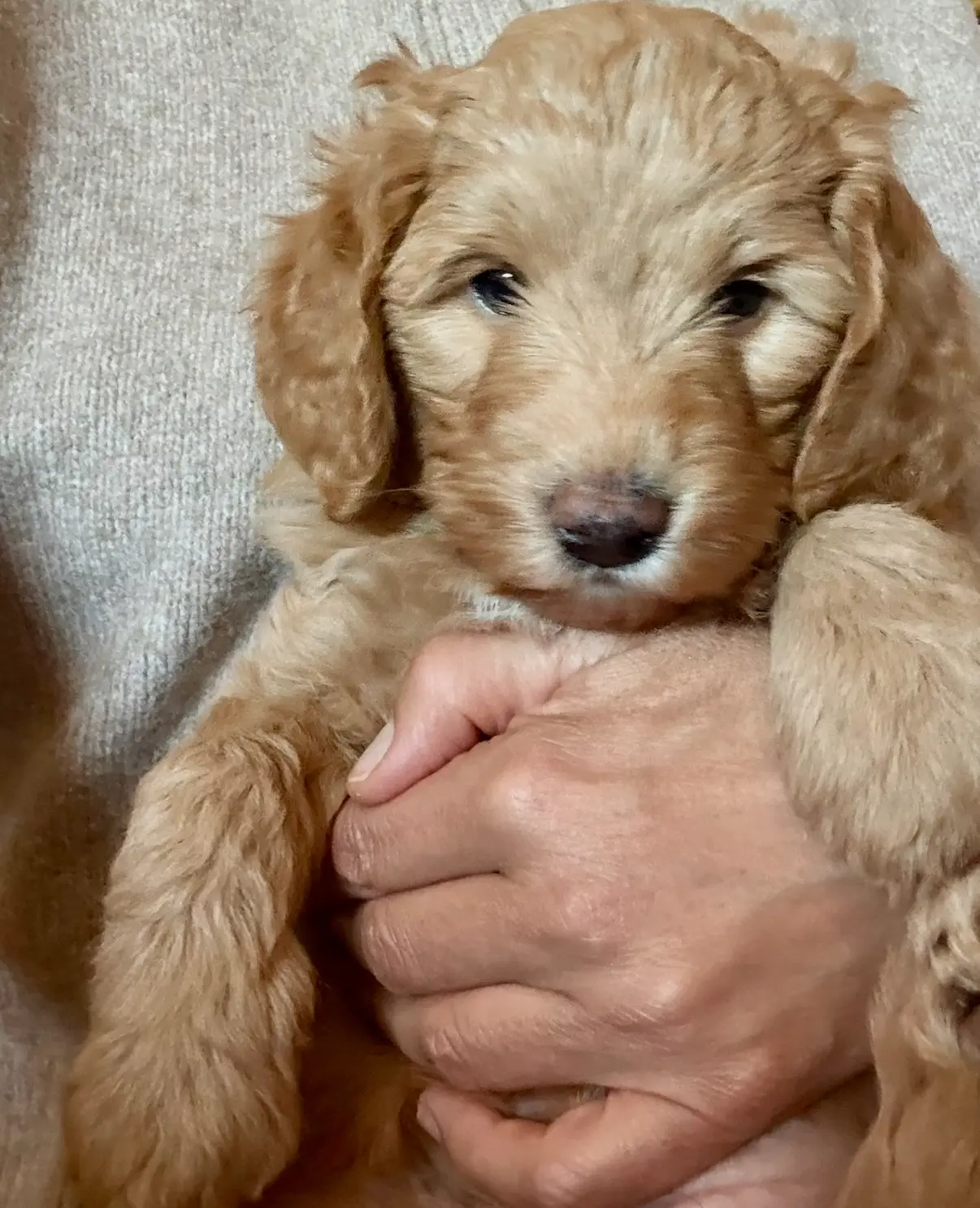 Camebert-"Cami Bear", a female Miniature Aussiedoodle for sale in Lockwood, CA – Photo 6 of 10