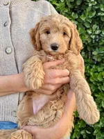 Camebert-"Cami Bear", a female Miniature Aussiedoodle for sale in Lockwood, CA – Photo 2 of 10