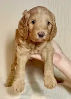 Camebert-"Cami Bear", a female Miniature Aussiedoodle for sale in Lockwood, CA – Photo 7 of 10