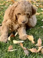 Camebert-"Cami Bear", a female Miniature Aussiedoodle for sale in Lockwood, CA – Photo 3 of 10