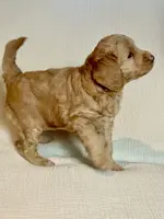 Camebert-"Cami Bear", a female Miniature Aussiedoodle for sale in Lockwood, CA – Photo 10 of 10