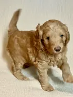 Camebert-"Cami Bear", a female Miniature Aussiedoodle for sale in Lockwood, CA – Photo 8 of 10