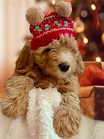 Camebert-"Cami Bear", a female Miniature Aussiedoodle for sale in Lockwood, CA – Photo 1 of 10