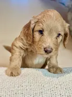 Picholine “Leene", a female Miniature Aussiedoodle for sale in Lockwood, CA – Photo 6 of 9